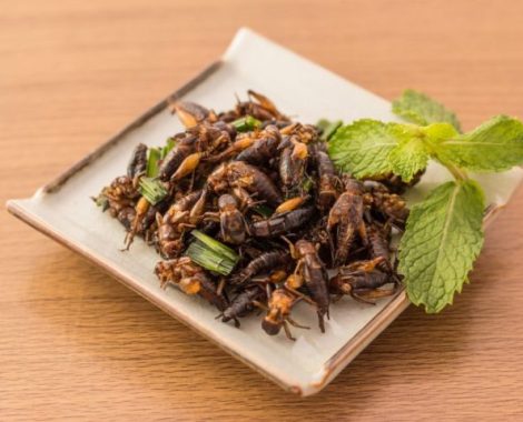 Fried-Crickets-on-a-Plate-Bug-Bazaar