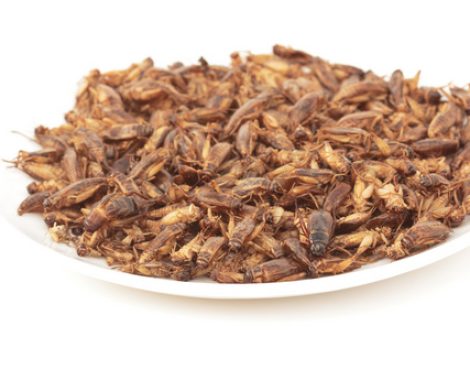 Crickets fried are native food,which is very popular for people in the north and northeast of Thailand.Select focus point.